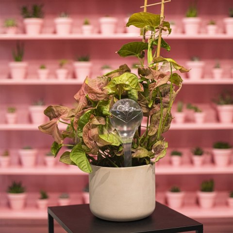 Kula nawadniająca do roślin przezroczysta 400ml | 720925